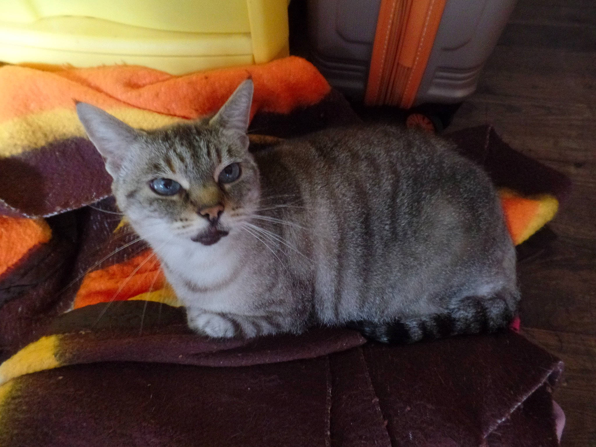 Lola a rejoint le concours — aidez-le/la à gagner de superbes lots ! carnivore, cat, cat_supply, chair, comfort, couch, domestic_short_haired_cat, felidae, fur, grey, hardwood, lamp, living_room, paw, room, sitting, small_to_medium_sized_cats, tail, whiskers, wood