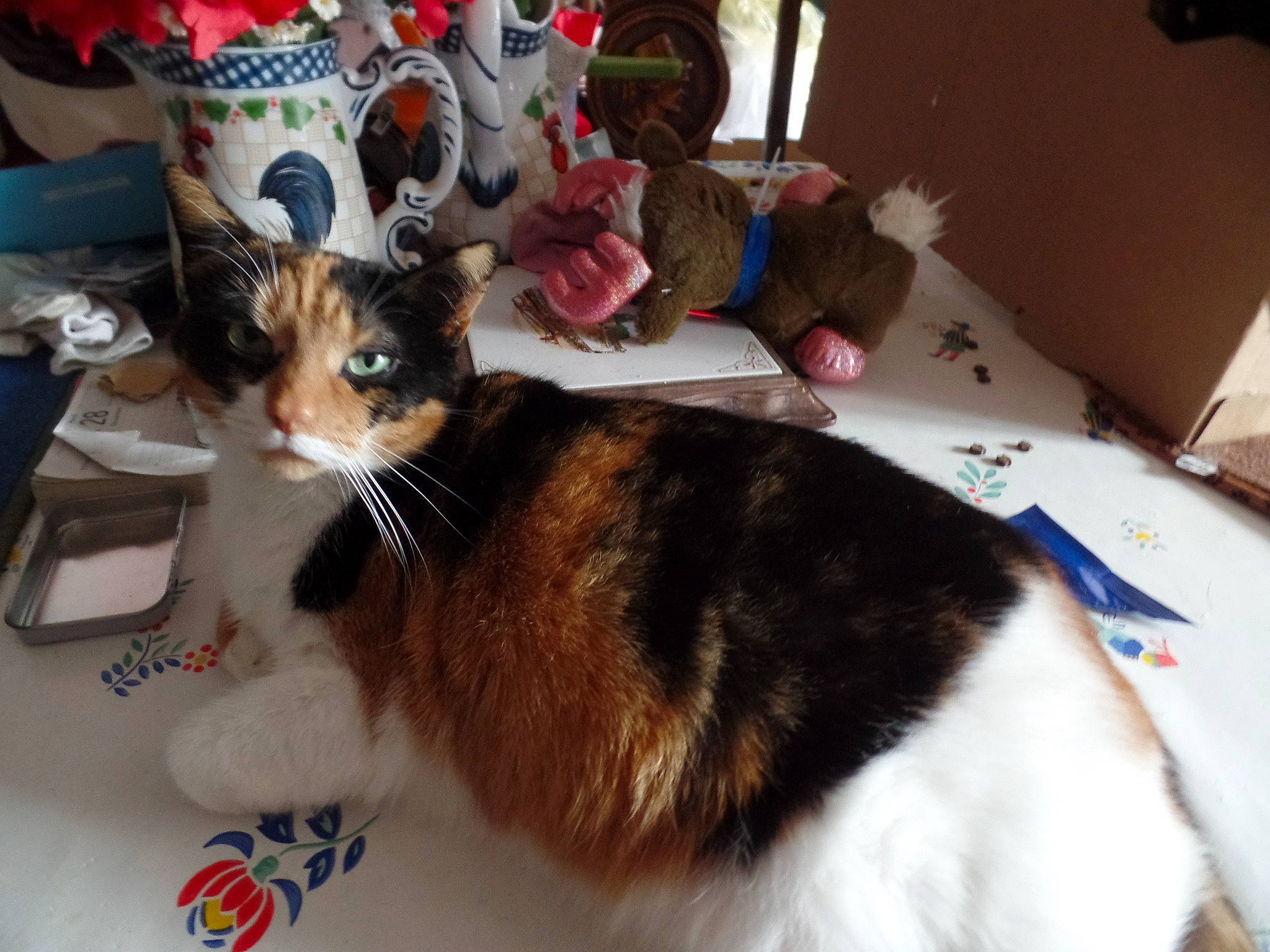 Belle participe au concours pour gagner de l'argent avec cette photo : carnivore, cat, chair, claw, collar, comfort, domestic_short_haired_cat, felidae, fur, houseplant, lap, paw, pet_supply, small_to_medium_sized_cats, tableware, tail, whiskers