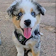 Boy participe au concours pour gagner de l'argent avec cette photo : puppy, dog, pet, animal, fluffy, blue_eyes, tongue_out, sitting, harness, black_and_white, brown markings, outdoor, waterfront, shoreline, pavement, portrait, happy, cute, social_media_screenshot, daylight