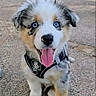 puppy, dog, pet, animal, fluffy, blue_eyes, tongue_out, sitting, harness, black_and_white, brown markings, outdoor, waterfront, shoreline, pavement, portrait, happy, cute, social_media_screenshot, daylight