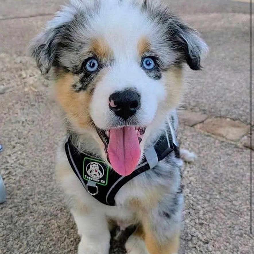 Boy