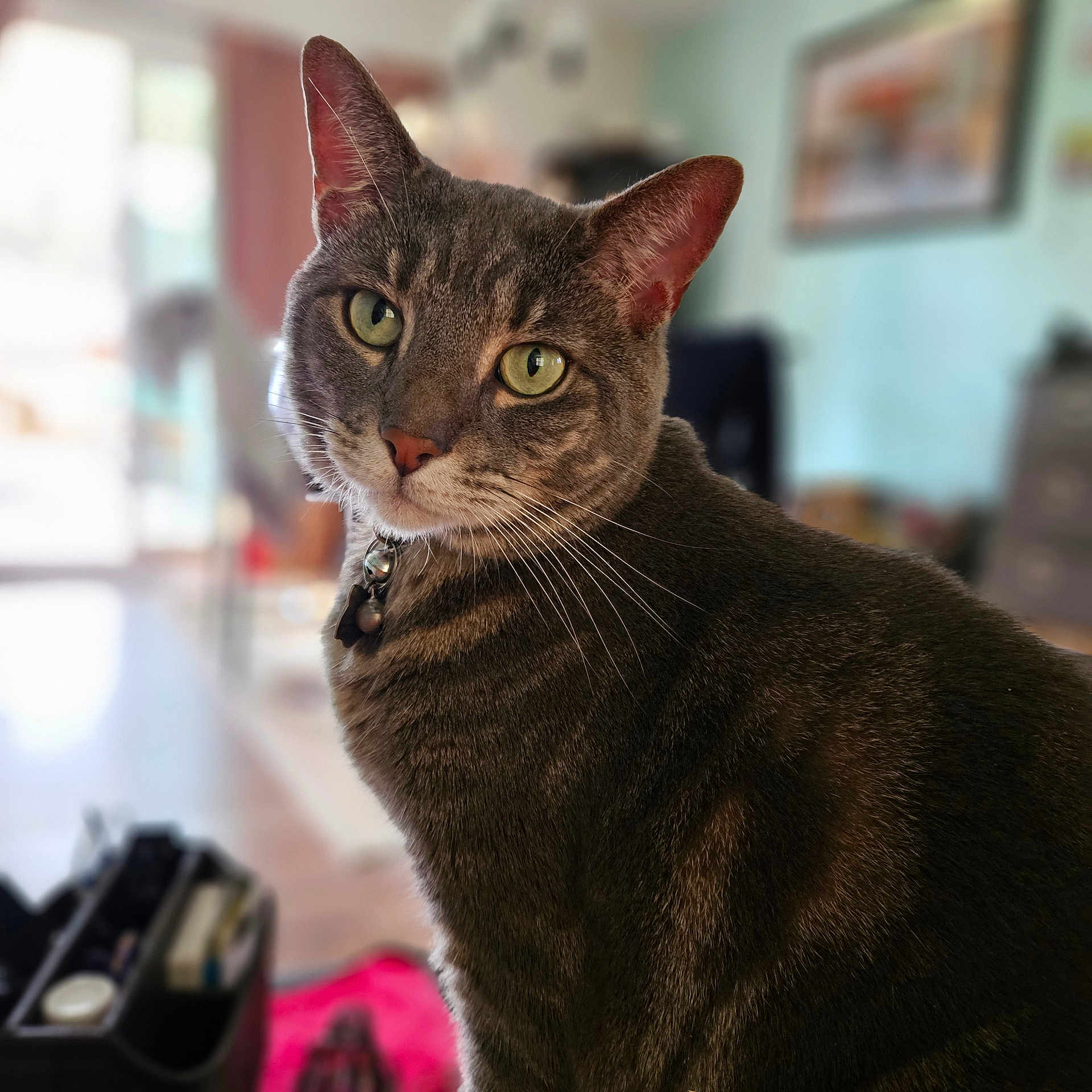 Shadow joined the competition — help win amazing prizes! animal, bell, blurred_background, cat, close_up, collar, cozy, curious, domestic_cat, feline, fur, green_eyes, indoor, looking, pet, portrait, seated, soft_light, tabby, whiskers