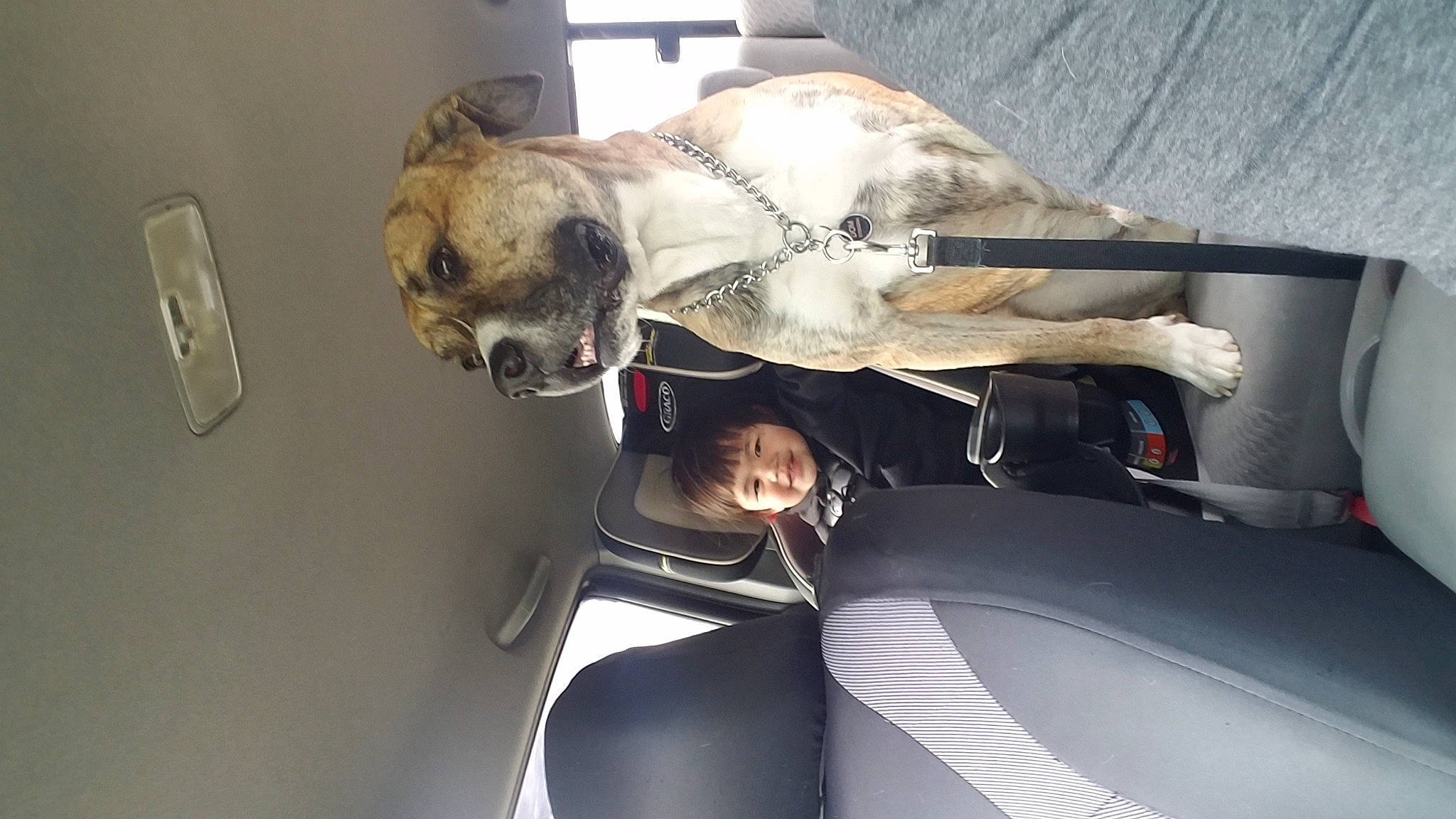 Aleia joined the competition — help win amazing prizes! canidae, carnivore, companion_dog, dog, dog_breed, fawn, joy, person, snout, sporting_group