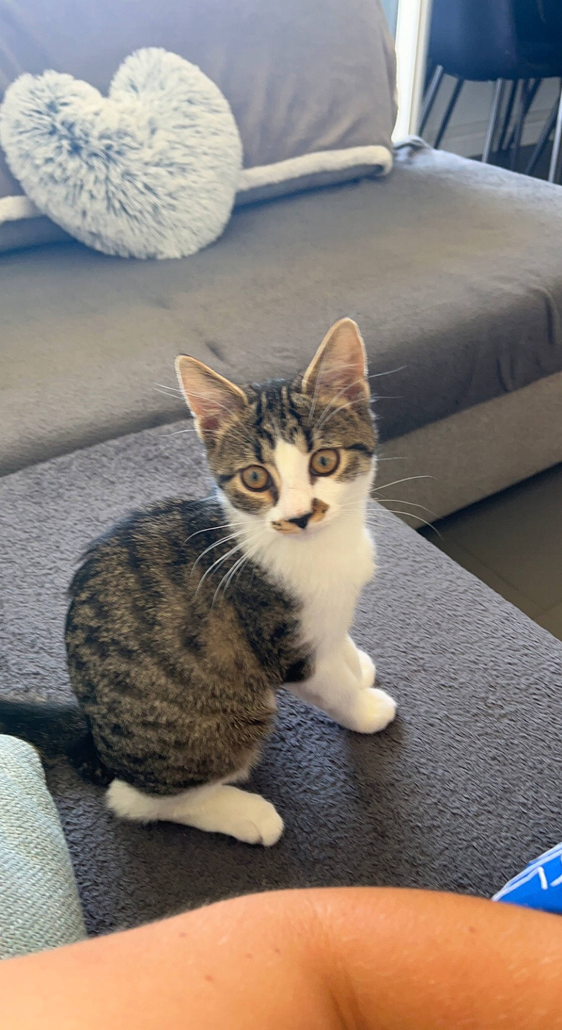 Tya participe au concours pour gagner de l'argent avec cette photo : carnivore, cat, circle, comfort, couch, domestic_short_haired_cat, felidae, flooring, fur, grey, linens, living_room, paw, sitting, small_to_medium_sized_cats, table, tableware, tail, whiskers, window