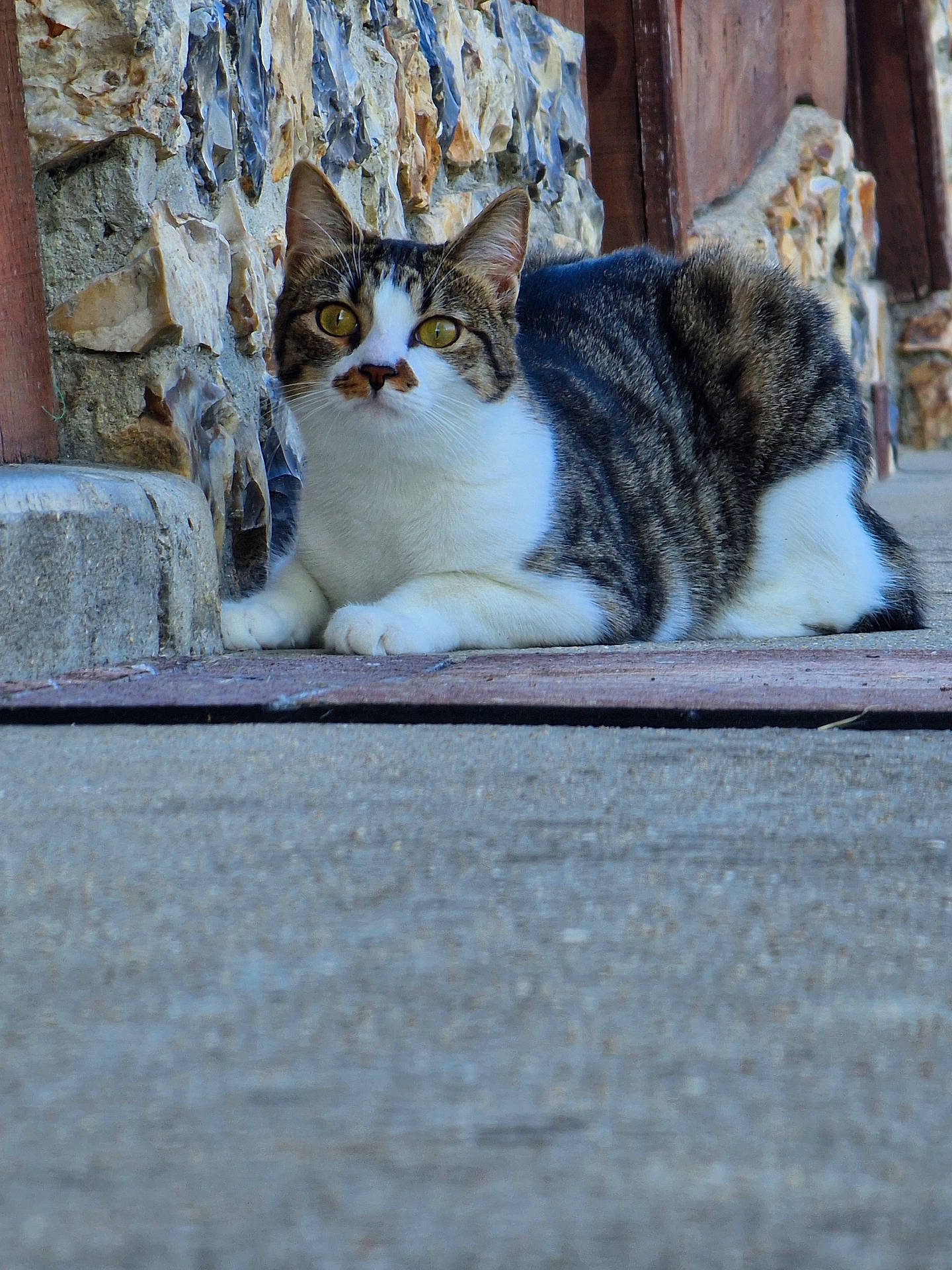 Tya participe au concours pour gagner de l'argent avec cette photo : abyssinian, animal, architecture, building, cat, couch, flagstone, furniture, hardwood, kitten, manx, path, pet, plywood, road, rock, slate, walkway, wall, wood