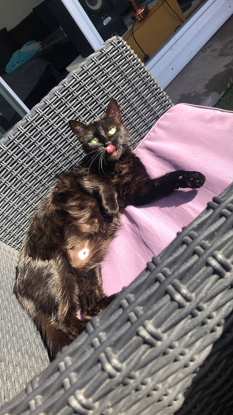 Sully a rejoint le concours — aidez-le/la à gagner de superbes lots ! asian, carnivore, cat, domestic_short_haired_cat, felidae, fur, kitten, maine_coon, small_to_medium_sized_cats, whiskers