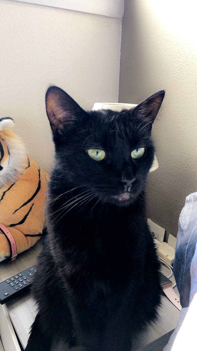 Sully a rejoint le concours — aidez-le/la à gagner de superbes lots ! asian, black, black_and_white, black_cat, bombay, carnivore, cat, domestic_short_haired_cat, ear, european_shorthair, eye, felidae, fur, kitten, mammal, small_to_medium_sized_cats, snout, whiskers