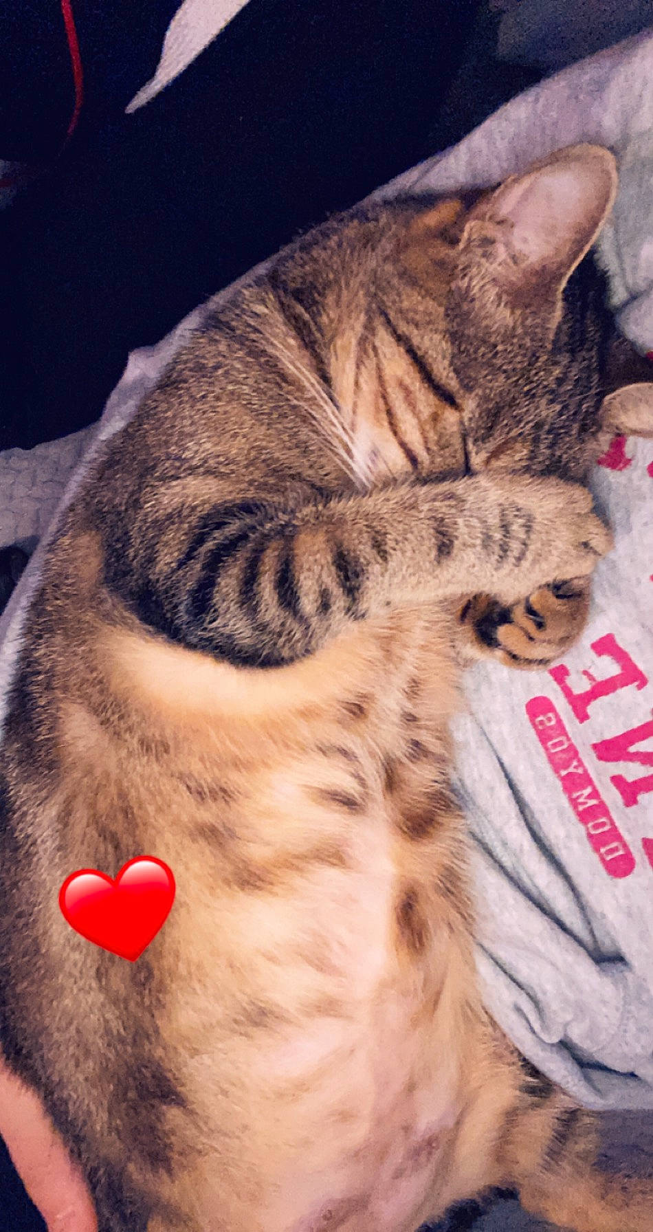 Daisy participe au concours pour gagner de l'argent avec cette photo : american_shorthair, asian, bengal, california_spangled, carnivore, cat, domestic_short_haired_cat, dragon_li, egyptian_mau, european_shorthair, felidae, fur, kitten, mammal, ocicat, small_to_medium_sized_cats, sokoke, tabby_cat, toyger, whiskers