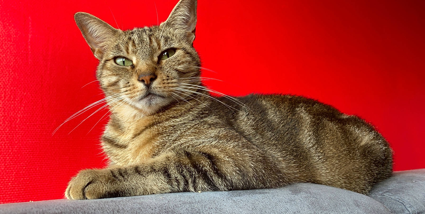 Daisy participe au concours pour gagner de l'argent avec cette photo : aegean_cat, american_shorthair, american_wirehair, arabian_mau, asian, australian_mist, california_spangled, carnivore, cat, chausie, domestic_short_haired_cat, dragon_li, european_shorthair, felidae, mammal, pixie_bob, small_to_medium_sized_cats, tabby_cat, vertebrate, whiskers