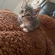 Finklestine is registered to the contest to win money with this photo: kitten, cat, gray_cat, tabby, pet, animal, cute, furry, whiskers, ears, paws, blanket, soft, cozy, indoor, resting, curious, young, small, feline
