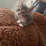 kitten, cat, gray_cat, tabby, pet, animal, cute, furry, whiskers, ears, paws, blanket, soft, cozy, indoor, resting, curious, young, small, feline