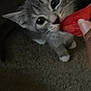 Finklestine is registered to the contest to win money with this photo: kitten, gray_cat, pet, animal, nibbling, fruit, hand, carpet, closeup, whiskers, cute, small, young, indoor, feline, playful, curious, domestic_cat, mammal, paws