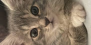 Finklestine is registered to the contest to win money with this photo: kitten, cat, pet, animal, fur, whiskers, cute, close_up, indoor, cozy, sleepy, paw, young, feline, domestic_animal, looking, resting, soft, curious, face