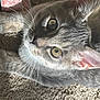 Finklestine joined the competition — help win amazing prizes! cat, gray_cat, tabby, close_up, whiskers, carpet, pet, animal, fur, ears, eyes, sleeping, domestic_cat, cute, feline, resting, indoor, texture, paper, light