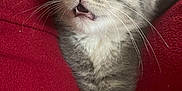 Finklestine joined the competition — help win amazing prizes! kitten, cat, gray_cat, white_fur, whiskers, teeth, hand, red_fabric, close_up, pet, cute, animal, fur, paw, expression, indoor, soft, young, feline, domestic_cat