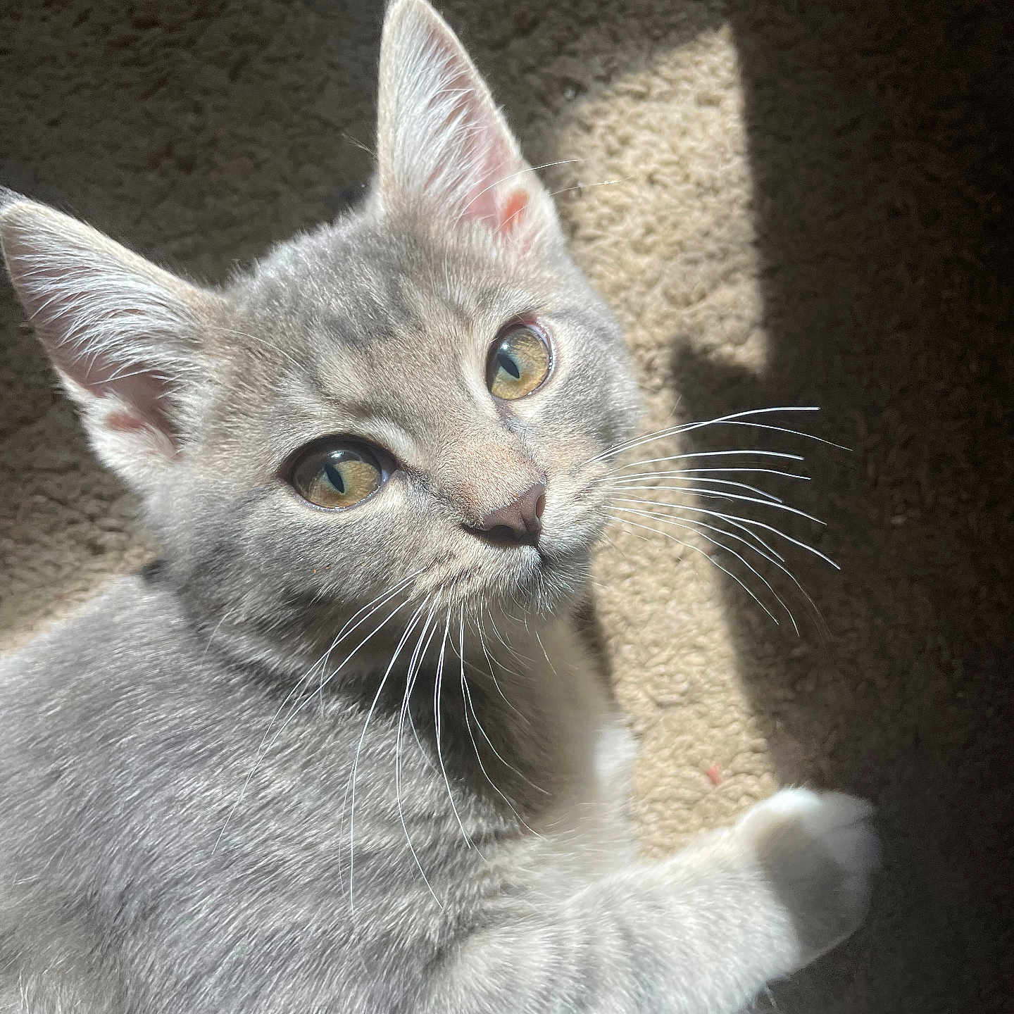 Finklestine joined the competition — help win amazing prizes! animal, carpet, cat, closeup, cute, domestic_cat, ears, eyes, feline, fur, gray_cat, indoor, pet, portrait, relaxed, resting, shadow, sunlight, tabby, whiskers