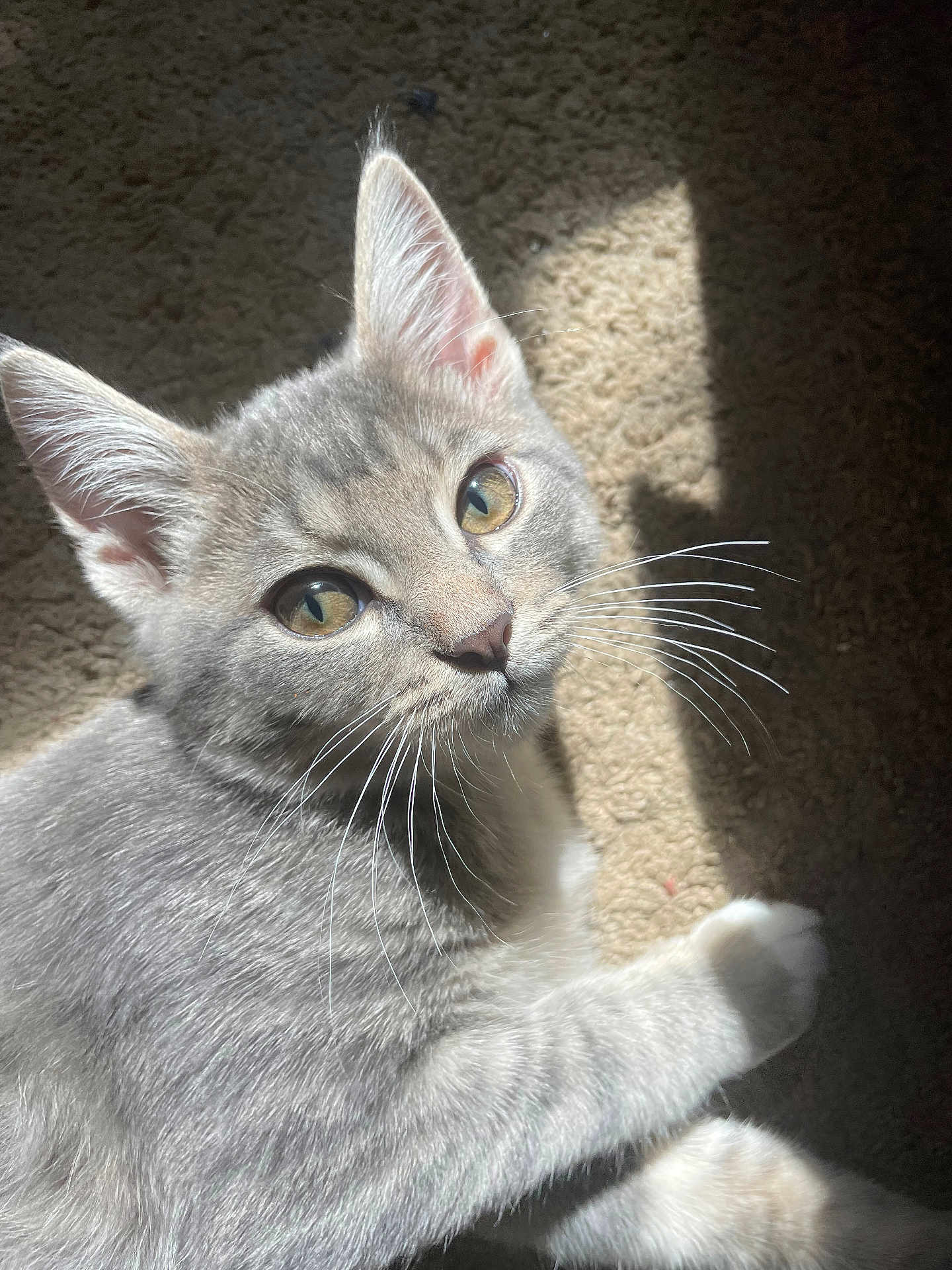 Finklestine joined the competition — help win amazing prizes! cat, gray_cat, tabby, whiskers, eyes, ears, fur, carpet, sunlight, shadow, pet, animal, cute, domestic_cat, feline, relaxed, closeup, indoor, resting, portrait