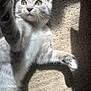 Finklestine is registered to the contest to win money with this photo: cat, kitten, gray_tabby, paw, whiskers, carpet, sunlight, shadow, playful, closeup, pet, feline, curious, indoor, young_cat, fur, mammal, animal, cute, stretching