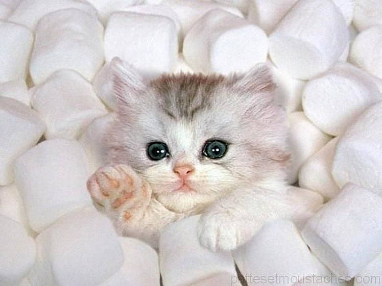 Les Doudou a rejoint le concours — aidez-le/la à gagner de superbes lots ! carnivore, cat, claw, comfort, fawn, felidae, fur, natural_material, paw, small_to_medium_sized_cats, tail, whiskers