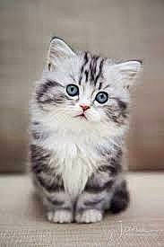 Les Doudou a rejoint le concours — aidez-le/la à gagner de superbes lots ! carnivore, cat, claw, domestic_short_haired_cat, felidae, fur, pattern, paw, sitting, small_to_medium_sized_cats, snout, terrestrial_animal, whiskers