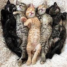 Les Doudou a rejoint le concours — aidez-le/la à gagner de superbes lots ! carnivore, cat, claw, comfort, domestic_short_haired_cat, fawn, felidae, fur, nap, pattern, paw, small_to_medium_sized_cats, tail, terrestrial_animal, whiskers