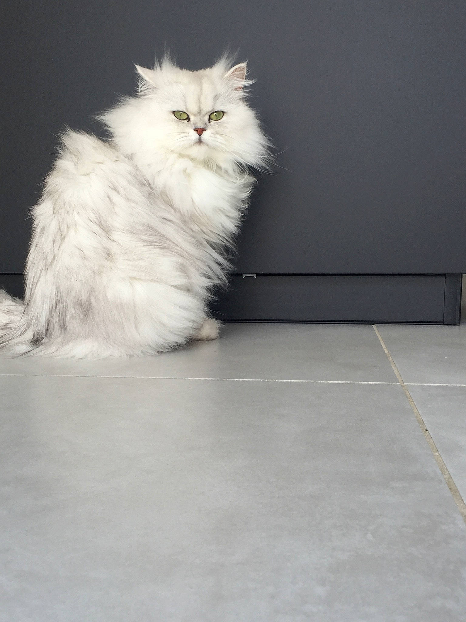 Riki participe au concours pour gagner de l'argent avec cette photo : british_longhair, carnivore, cat, felidae, flooring, fur, paw, persian, small_to_medium_sized_cats, snout, tail, tile_flooring, whiskers