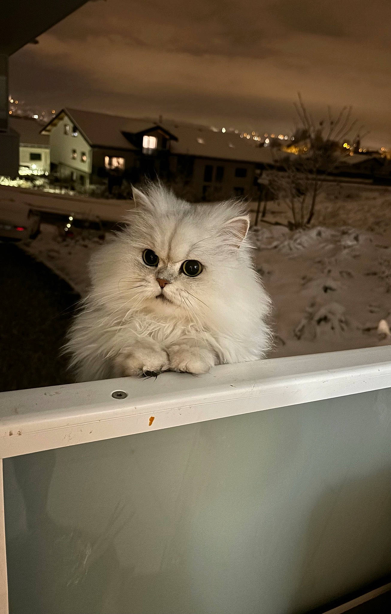 Dolly. a rejoint le concours — aidez-le/la à gagner de superbes lots ! carnivore, cat, felidae, fur, persian, plant, small_to_medium_sized_cats, whiskers, wood