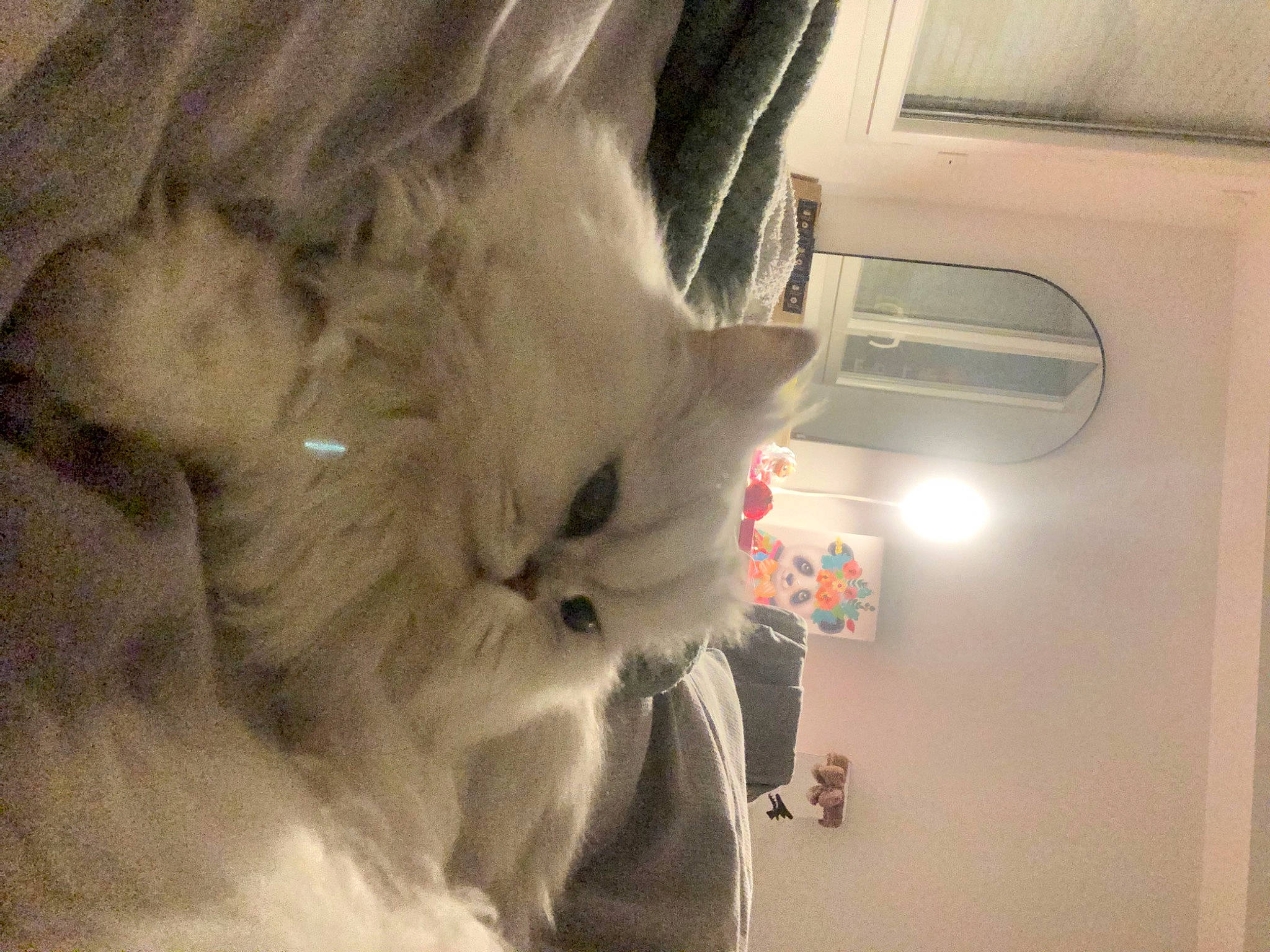 Dolly. a rejoint le concours — aidez-le/la à gagner de superbes lots ! canidae, carnivore, cat, claw, comfort, ear, fawn, felidae, fur, jaw, paw, small_to_medium_sized_cats, snout, tail, vehicle_door, whiskers