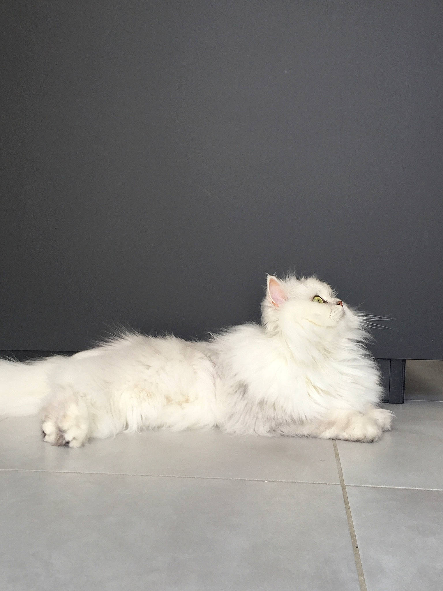 Dolly. a rejoint le concours — aidez-le/la à gagner de superbes lots ! british_longhair, carnivore, cat, cloud, felidae, flooring, fur, grey, natural_material, paw, sky, small_to_medium_sized_cats, tail, whiskers