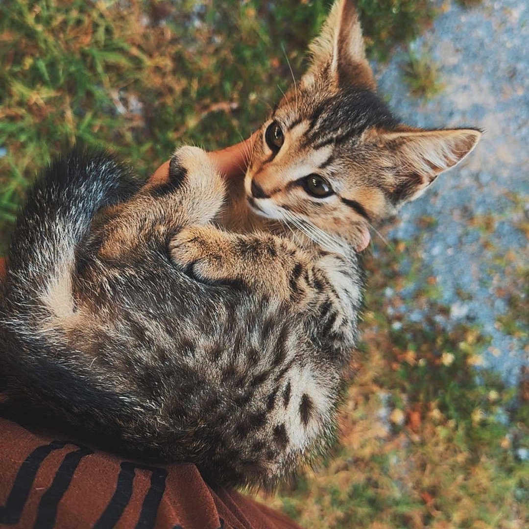 Leo is registered to the contest to win money with this photo: animal, arm, brown_shirt, cat, close_up, curled_up, cute, eyes, fur, grass, kitten, nature, outdoor, person, pet, soft, tabby, whiskers, wildlife, young
