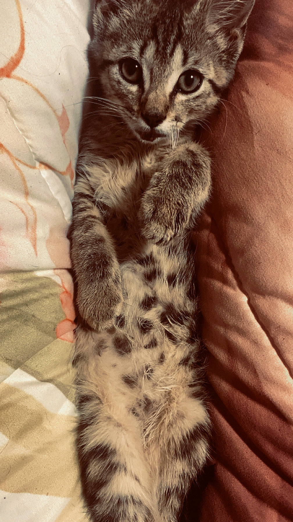 Leo is registered to the contest to win money with this photo: animal, bed, blanket, cat, cozy, curious, cute, fur, indoor, kitten, paws, pet, playful, relaxed, sleepy, soft, striped, tabby, whiskers, young