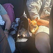 Fidji a rejoint le concours — aidez-le/la à gagner de superbes lots ! dog, car, sunlight, pet_carrier, person, seatbelt, casual_clothing, jeans, bracelets, small_dog, chihuahua, relaxing, indoor, travel, seat, lap, shadow, warm_light, resting, companion