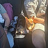 dog, car, sunlight, pet_carrier, person, seatbelt, casual_clothing, jeans, bracelets, small_dog, chihuahua, relaxing, indoor, travel, seat, lap, shadow, warm_light, resting, companion