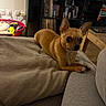 Fidji a rejoint le concours — aidez-le/la à gagner de superbes lots ! dog, chihuahua, pet, blanket, couch, living_room, furniture, cat, pet_bed, shelf, books, table, floor, indoor, cozy, brown, small_dog, curious, resting, blanket_colorful