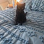 Lila joined the competition — help win amazing prizes! black_cat, cat, bed, bedding, blue_bedding, textured_blanket, lamp, nightstand, pillow, headboard, plush_toy, cozy, indoor, pet, eyes, fur, sitting, bedroom, morning_light, decorative_pillow