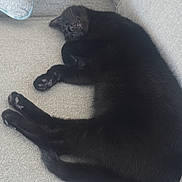 Lila joined the competition — help win amazing prizes! black_cat, cat, pet, sleeping, sofa, couch, pillow, cushion, indoor, fur, paws, whiskers, relaxed, nap, domestic_cat, black_fur, upholstery, closeup, animal, furniture