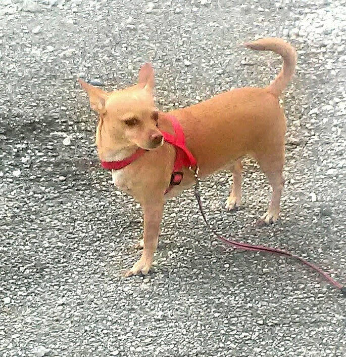 Buttercup joined the competition — help win amazing prizes! canidae, carnivore, chihuahua, collar, companion_dog, dog, dog_breed, dog_clothes, dog_collar, dog_supply, fawn, leash, pet_supply, portuguese_podengo, road_surface, snout, sporting_group, tail, toy_dog, working_animal