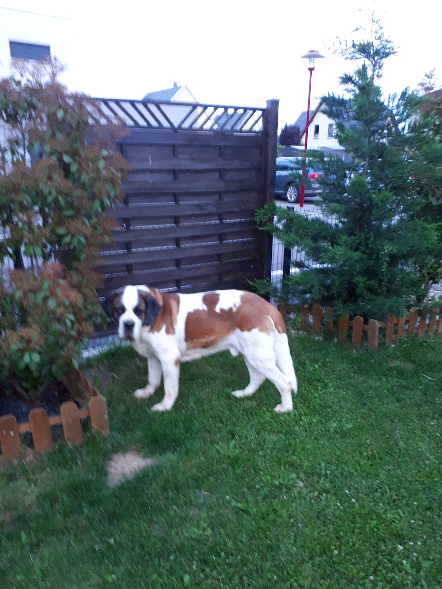 Jarod participe au concours pour gagner de l'argent avec cette photo : canidae, carnivore, companion_dog, dog, dog_breed, grass, mammal, sporting_group, st_bernard, vertebrate, working_dog