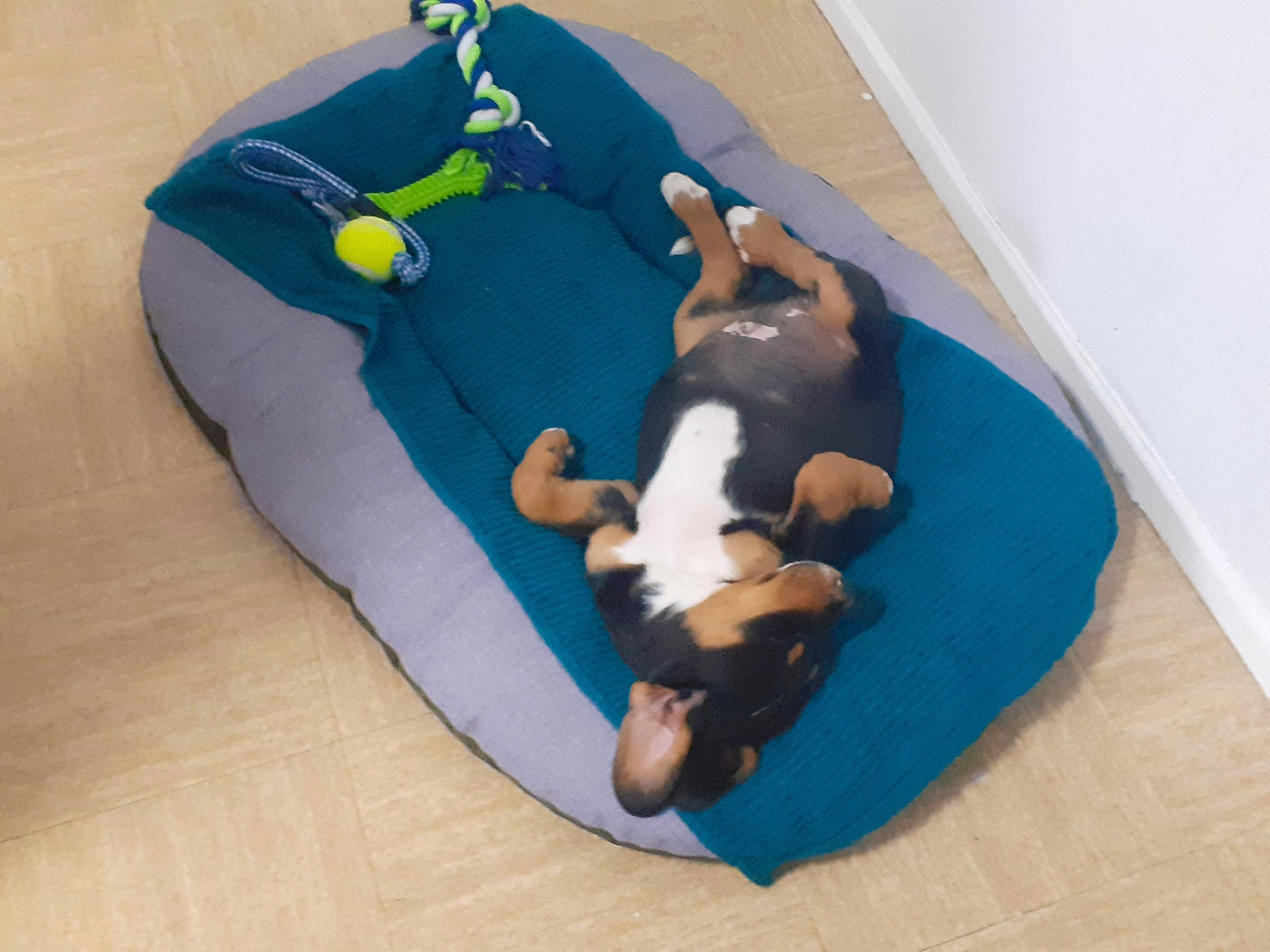 Sharko participe au concours pour gagner de l'argent avec cette photo : baby_products, canidae, carnivore, comfort, companion_dog, dog, dog_bed, dog_breed, dog_supply, electric_blue, fawn, flooring, hardwood, linens, nap, sleeping_pad, sporting_group, stuffed_toy, tail, wood