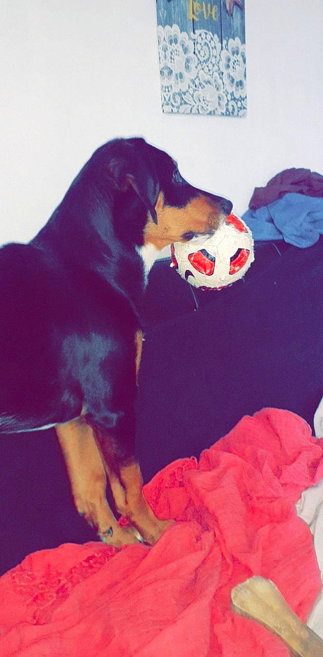 Sharko a rejoint le concours — aidez-le/la à gagner de superbes lots ! ball, canidae, carmine, carnivore, comfort, companion_dog, couch, dog, dog_breed, dog_supply, fur, happy, hound, montenegrin_mountain_hound, pinscher, sleeve, snout, sporting_group, t_shirt, working_animal