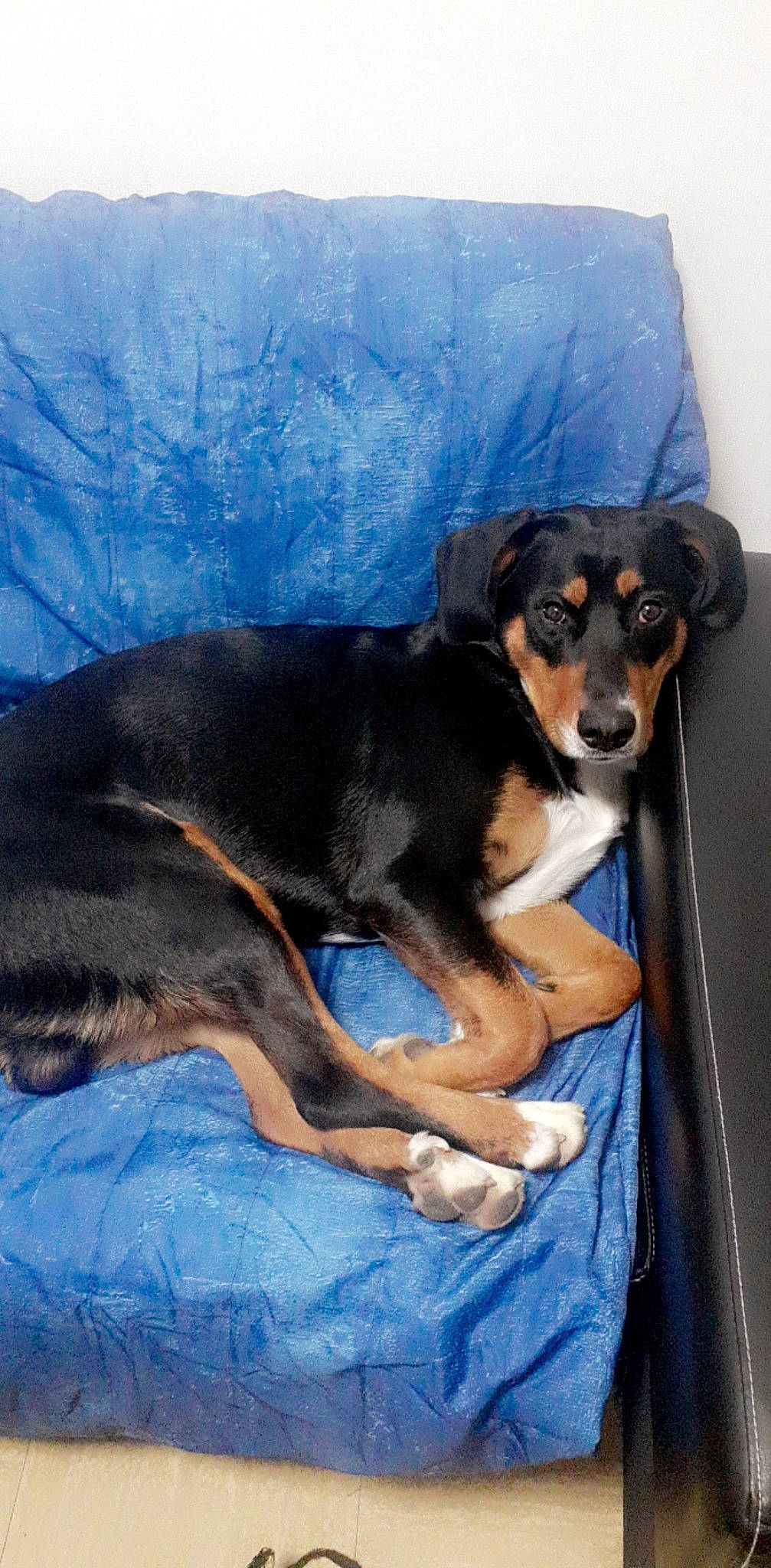 Sharko a rejoint le concours — aidez-le/la à gagner de superbes lots ! beaglier, canidae, carnivore, companion_dog, dog, dog_breed, electric_blue, hunting_dog, rottweiler, snout, sporting_group, working_animal, working_dog