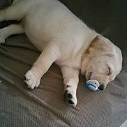 Duchess joined the competition — help win amazing prizes! puppy, dog, white_dog, sleeping, couch, indoor, pacifier, cute, pet, animal, fur, paw, relaxed, domestic_animal, resting, cozy, snout, sleep, adorable, companion