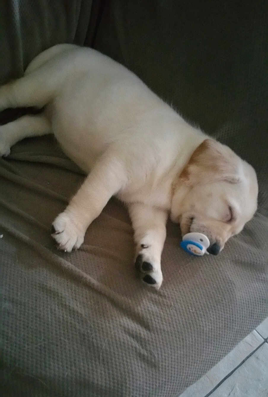 Duchess joined the competition — help win amazing prizes! puppy, dog, white_dog, sleeping, couch, indoor, pacifier, cute, pet, animal, fur, paw, relaxed, domestic_animal, resting, cozy, snout, sleep, adorable, companion