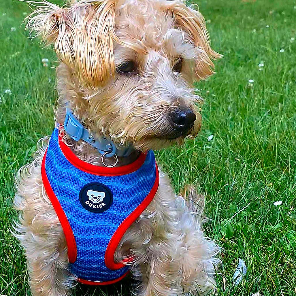 Poppy a rejoint le concours — aidez-le/la à gagner de superbes lots ! accessories, animal, ball, canine, car, dog, football, grass, lawn, machine, pet, plant, poodle, puppy, soccer, soccerball, sport, strap, transportation, vehicle