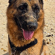 Sally a rejoint le concours — aidez-le/la à gagner de superbes lots ! dog, german_shepherd, sand, beach, outdoor, animal, canine, pet, tongue_out, sunlight, nature, happy, sitting, ears_up, closeup, summer, playful, fur, collar, daytime