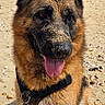 dog, german_shepherd, sand, beach, outdoor, animal, canine, pet, tongue_out, sunlight, nature, happy, sitting, ears_up, closeup, summer, playful, fur, collar, daytime