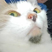 Cali is registered to the contest to win money with this photo: cat, close_up, white_cat, feline, animal, pet, whiskers, fur, eyes, looking_up, nose, indoor, blurred, soft_focus, mammal, cute, domestic_animal, face, portrait