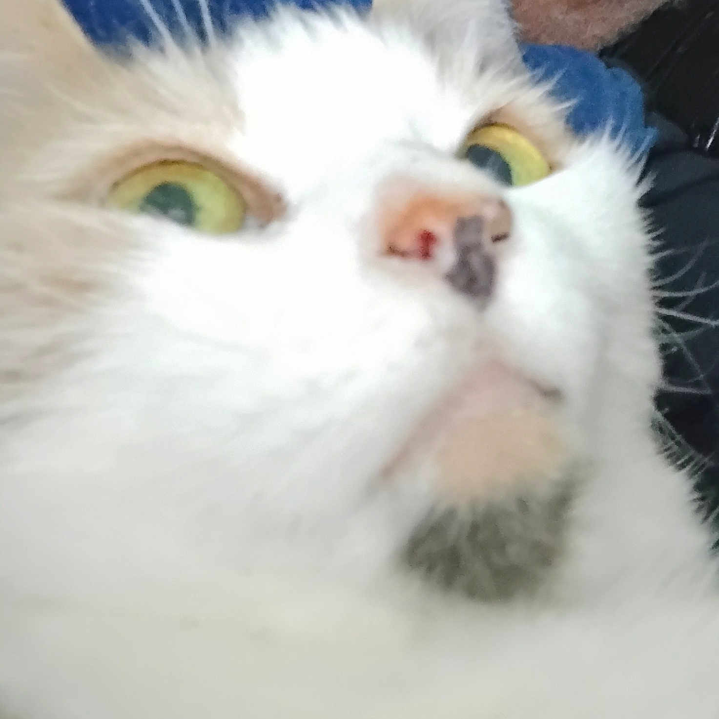 Cali is registered to the contest to win money with this photo: animal, blurred, cat, close_up, cute, domestic_animal, eyes, face, feline, fur, indoor, looking_up, mammal, nose, pet, portrait, soft_focus, whiskers, white_cat