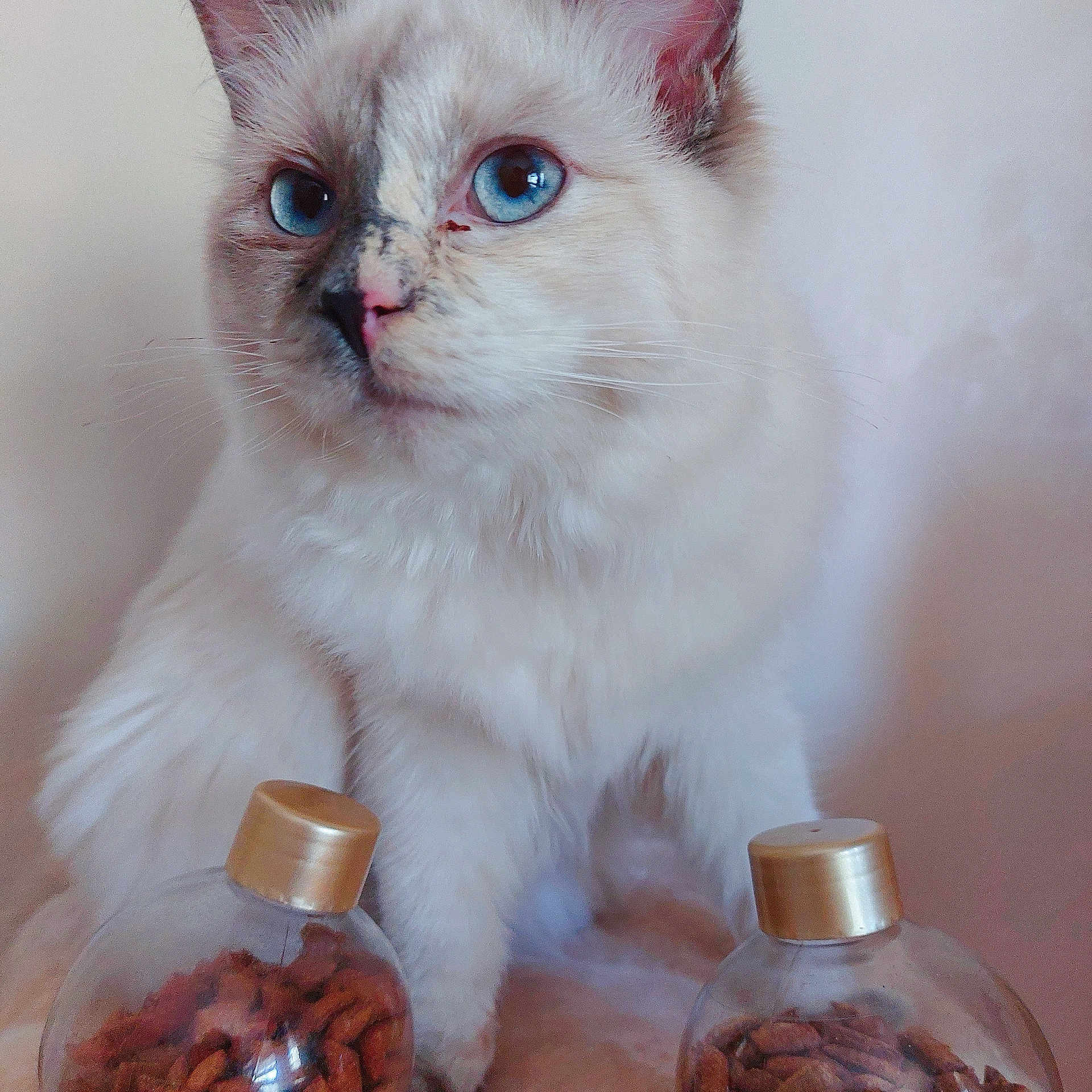 Mochi joined the competition — help win amazing prizes! artifact, bottle, calabaza, carnivore, cat, cat_supply, cucurbita, domestic_short_haired_cat, fawn, felidae, fur, gourd, paw, porcelain, pottery, small_to_medium_sized_cats, snout, tail, vase, whiskers