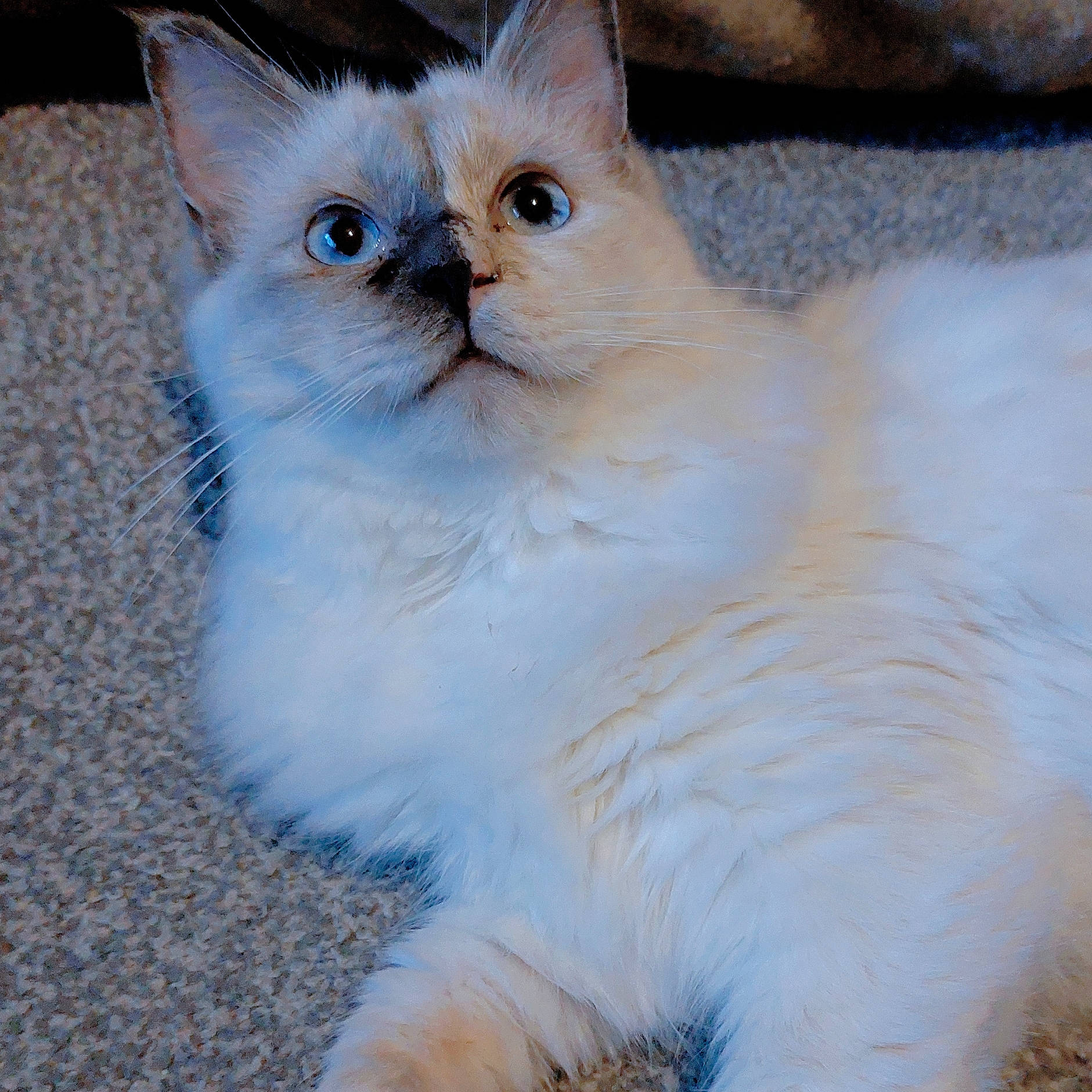 Mochi joined the competition — help win amazing prizes! carnivore, cat, electric_blue, felidae, fur, small_to_medium_sized_cats, tail, terrestrial_animal, whiskers